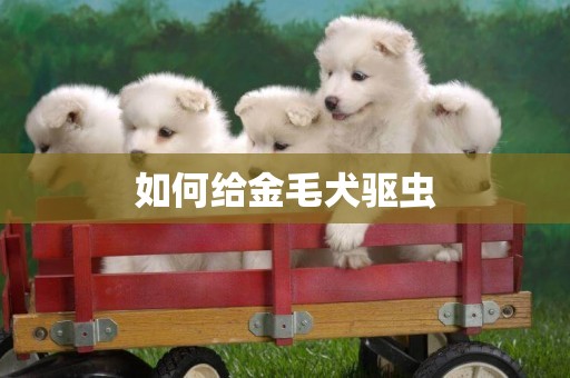如何給金毛犬驅蟲