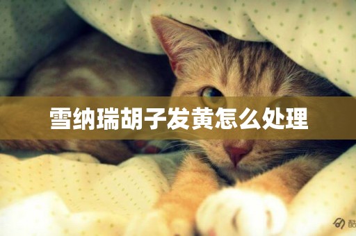 雪納瑞胡子發黃怎么處理