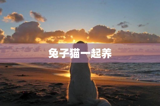 兔子貓一起養