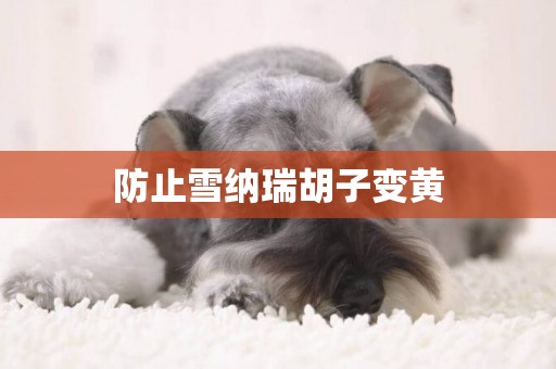防止雪納瑞胡子變黃