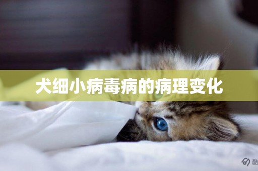 犬細小病毒病的病理變化