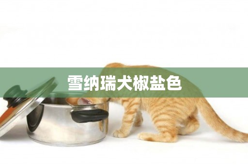 雪納瑞犬椒鹽色