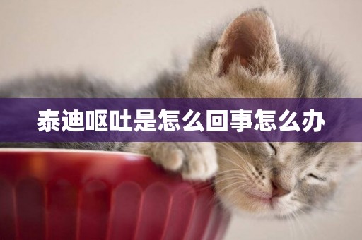 泰迪嘔吐是怎么回事怎么辦