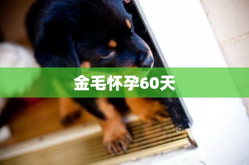 金毛懷孕60天
