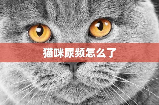 貓咪尿頻怎么了