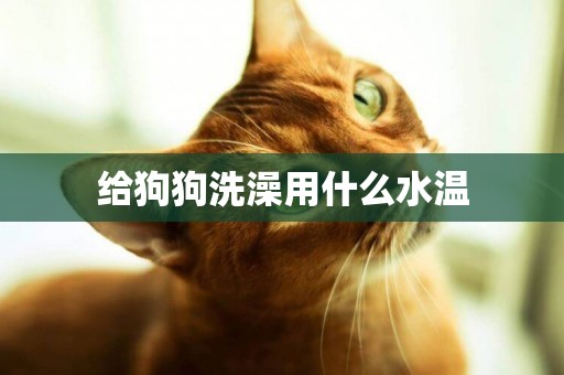 給狗狗洗澡用什么水溫