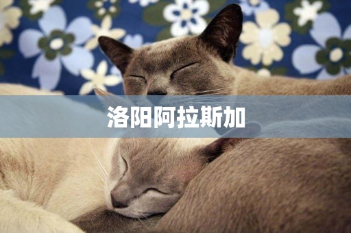 洛陽阿拉斯加