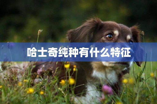 哈士奇純種有什么特征