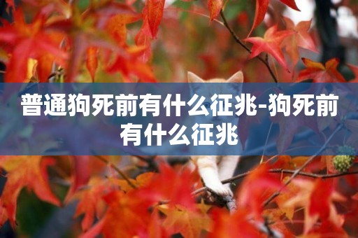 普通狗死前有什么征兆-狗死前有什么征兆