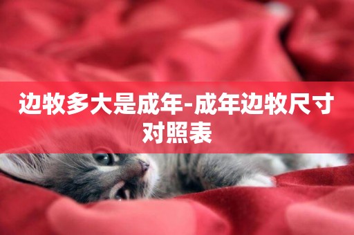 邊牧多大是成年-成年邊牧尺寸對照表