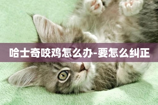 哈士奇咬雞怎么辦-要怎么糾正