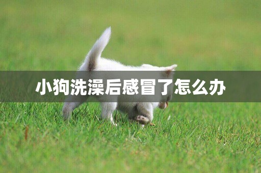 小狗洗澡后感冒了怎么辦
