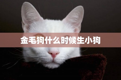 金毛狗什么時候生小狗