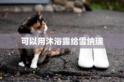 可以用沐浴露給雪納瑞