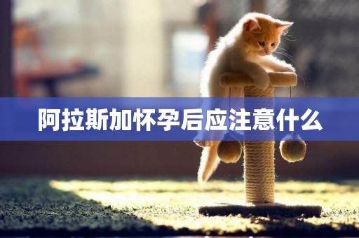 阿拉斯加懷孕后應注意什么