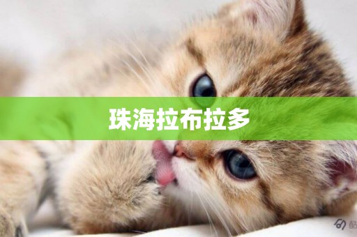 珠海拉布拉多