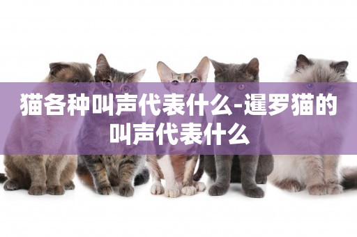 貓各種叫聲代表什么-暹羅貓的叫聲代表什么