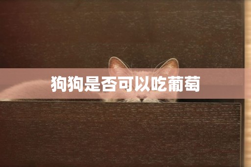 狗狗是否可以吃葡萄