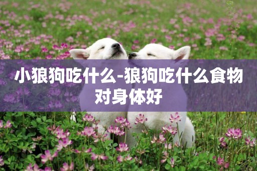 小狼狗吃什么-狼狗吃什么食物對身體好