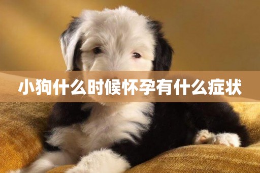 小狗什么時候懷孕有什么癥狀