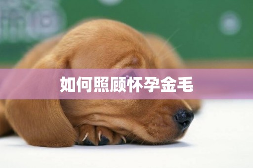 如何照顧懷孕金毛