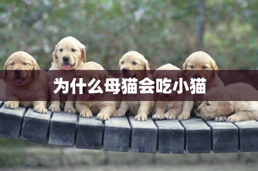 為什么母貓會吃小貓