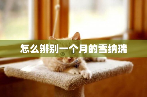 怎么辨別一個月的雪納瑞