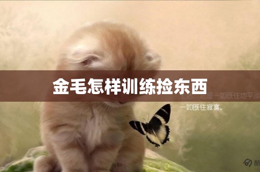 金毛怎樣訓練撿東西
