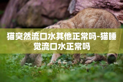 貓突然流口水其他正常嗎-貓睡覺流口水正常嗎