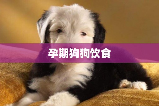 孕期狗狗飲食