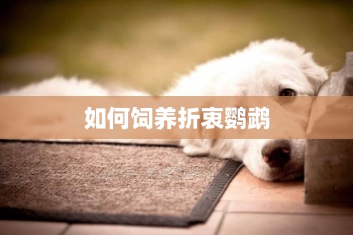 如何飼養折衷鸚鵡