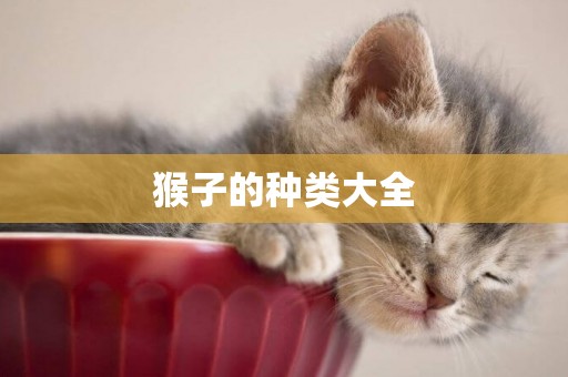 猴子的種類大全