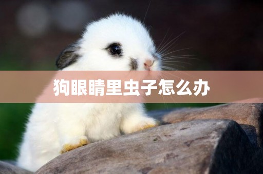 狗眼睛里蟲子怎么辦