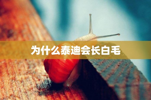 為什么泰迪會長白毛