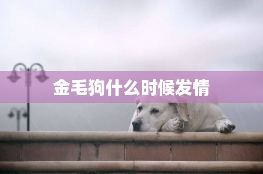 金毛狗什么時候發情