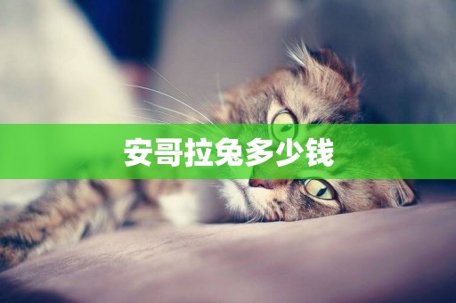 安哥拉兔多少錢