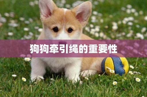 狗狗牽引繩的重要性