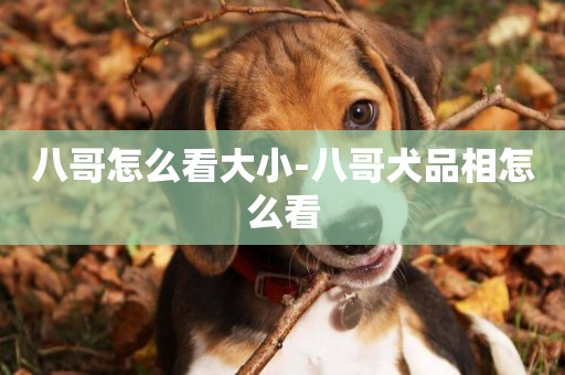 八哥怎么看大小-八哥犬品相怎么看