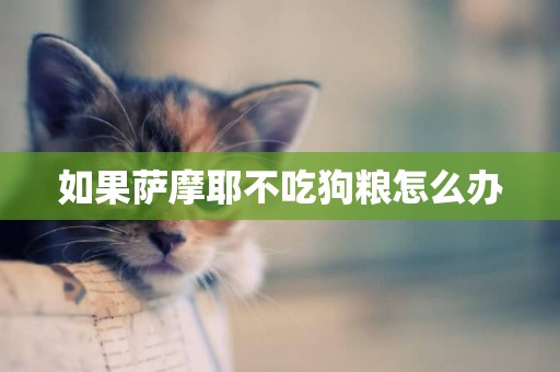如果薩摩耶不吃狗糧怎么辦
