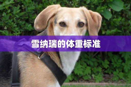雪納瑞的體重標準