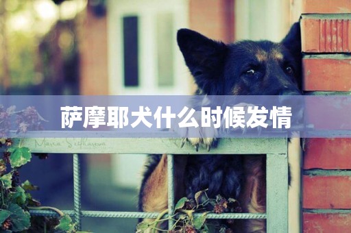 薩摩耶犬什么時候發情