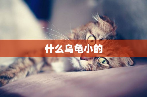 什么烏龜小的