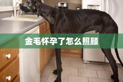 金毛懷孕了怎么照顧