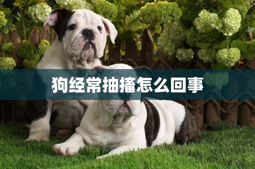狗經常抽搐怎么回事