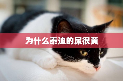 為什么泰迪的尿很黃