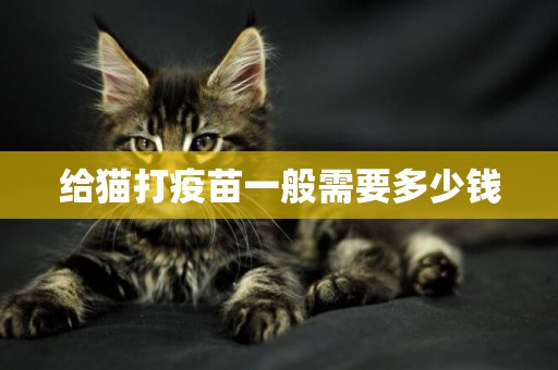 給貓打疫苗一般需要多少錢