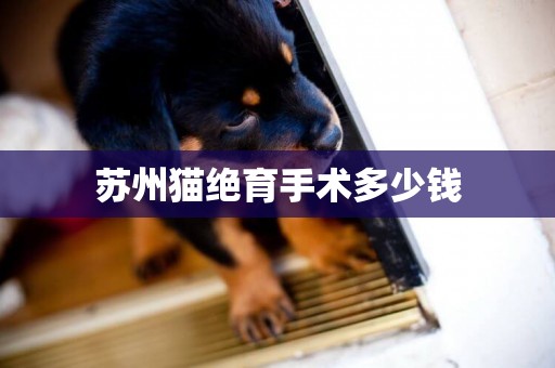 蘇州貓絕育手術多少錢