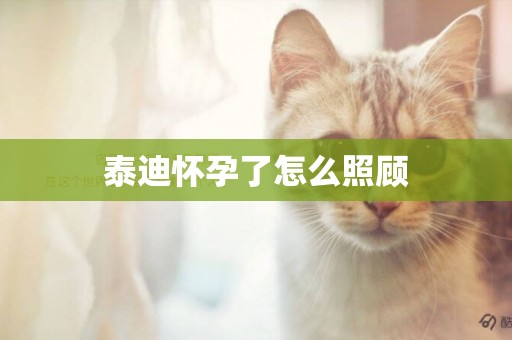 泰迪懷孕了怎么照顧