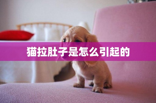 貓拉肚子是怎么引起的