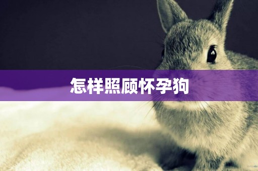 怎樣照顧懷孕狗